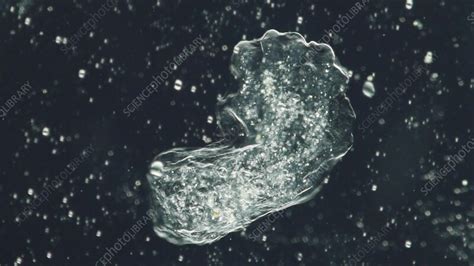 Image result for Amoeba Microscopy