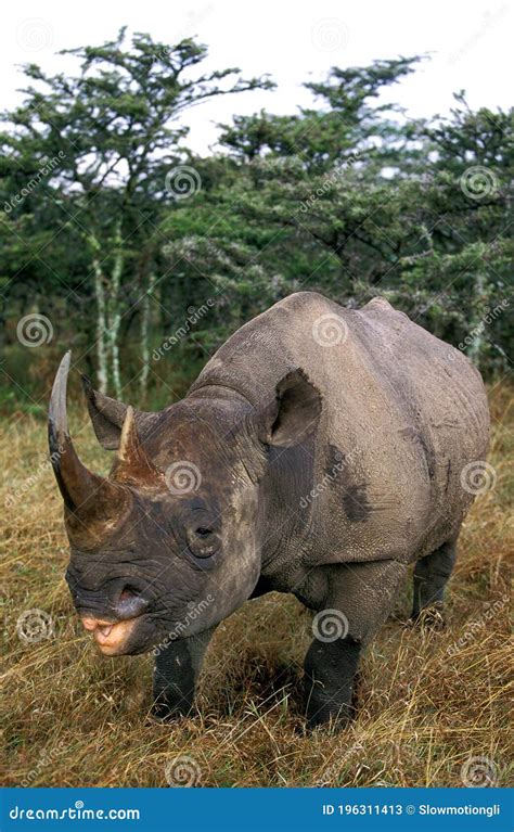 Black Rhinoceros, Diceros Bicornis, Nakuru Park in Kenya Stock Image ...