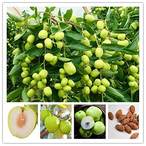 Jujube Seeds Taiwan Jujube Seeds Fruittropical Fruit Seeds 70Diy Home ...