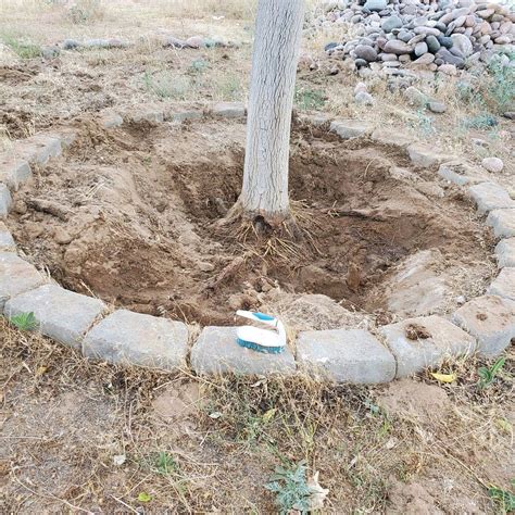 Finding Tree Root Flare 的图像结果