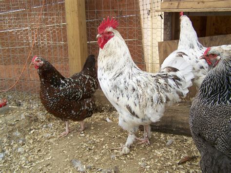 Absolutely Beautiful French Splash Maran Cockerel- 8 mos | BackYard ...