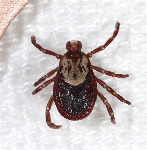 About American Dog Tick - Maryland Biodiversity Project