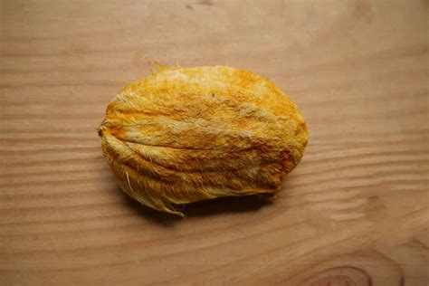 Can Chickens Eat Mango? The Fruity Treat Your Flock Will Love