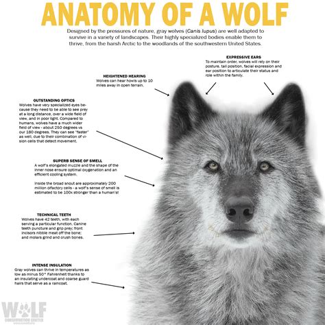 Adaptations Of Wolves