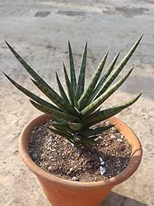 Grin Heaven Nursery, Sansevieria Francisii Live Plant : Amazon.in ...