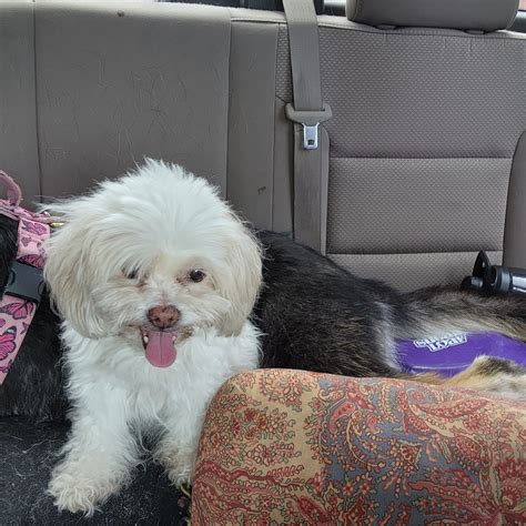 My dog died from a lake at a dog park : r/infuriatingasfuck