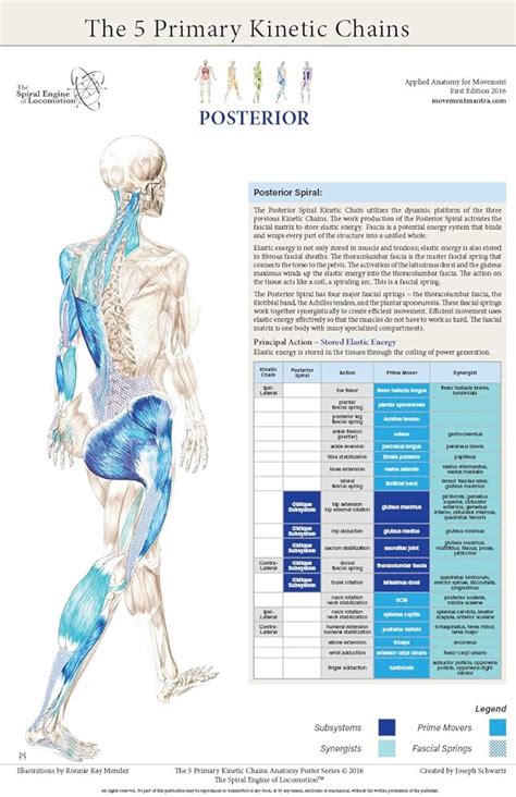 The Five Primary Kinetic Chains Anatomy Poster Set India | Ubuy