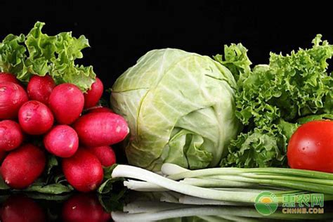 蔬菜几月份种植？蔬菜全年种植时间表-农技学堂 - 惠农网