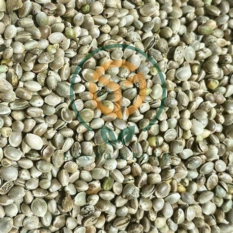 Hemp Seeds (Industrial / Whole) Manufacturer & Bulk Exporter | Santo Group