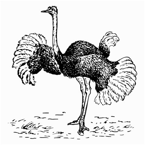 Page 6 | Ostrich drawing techniques Images - Free Download on Freepik