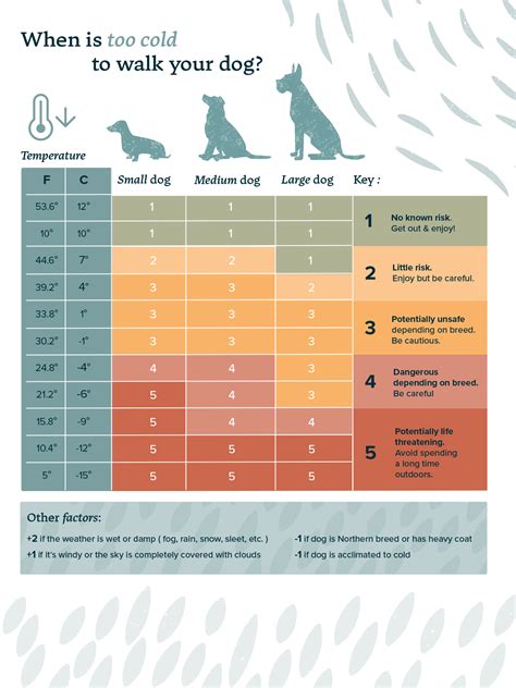When Is It Too Cold to Walk Your Dog? - Bella & Duke