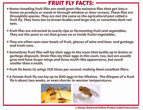 Fruit Flies | Control Strategies & Products - Maggie's Farm Ltd
