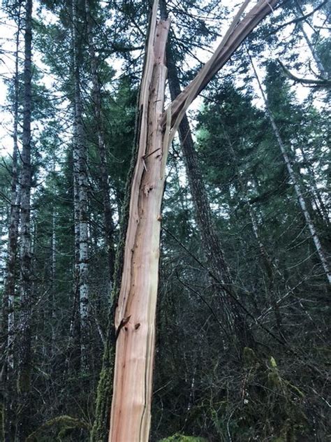 Tree Trunks Exploding 的图像结果