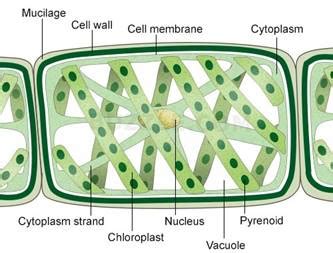Write names of few thallophytes. Draw a labelled diagram of Spirogyra.