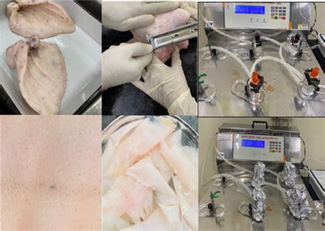 Fig. 3: Mounted porcine skin samples for permeation studies using a ...