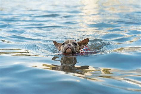 Download Swimming French Bulldog.jpg Wallpaper | Wallpapers.com