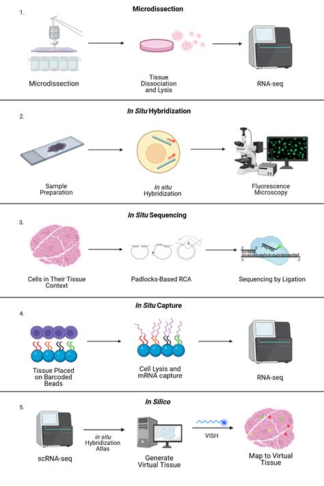 Image result for Spatial Transcriptomics Methods