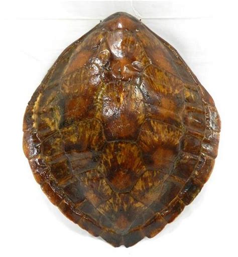 Image result for Sea Turtle Shell