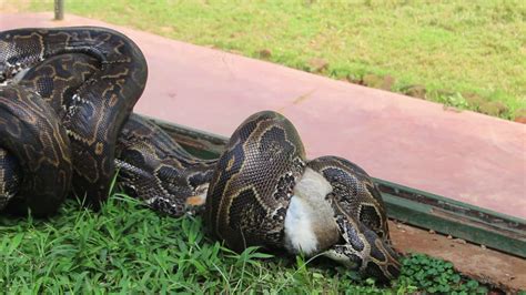 Image result for Python's Constricting Animals