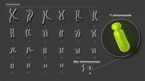 The Entire Y Chromosome Has Been Finally Sequenced
