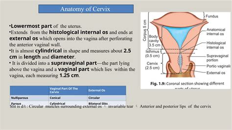 Carcinoma CERVIX - FIGO staging .......Carcinoma cervix Anatomy Lymphatic drainage ...