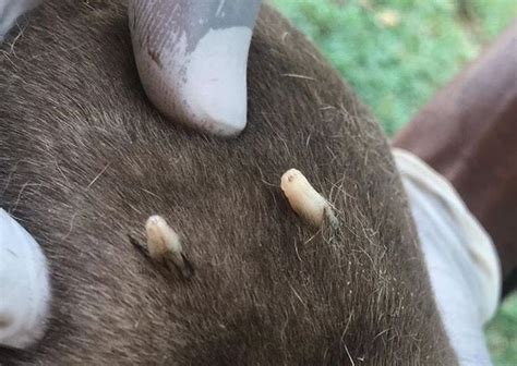 Image result for Dog Infested with Maggots