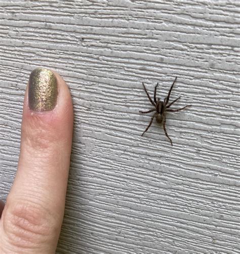 Grass Spider Size