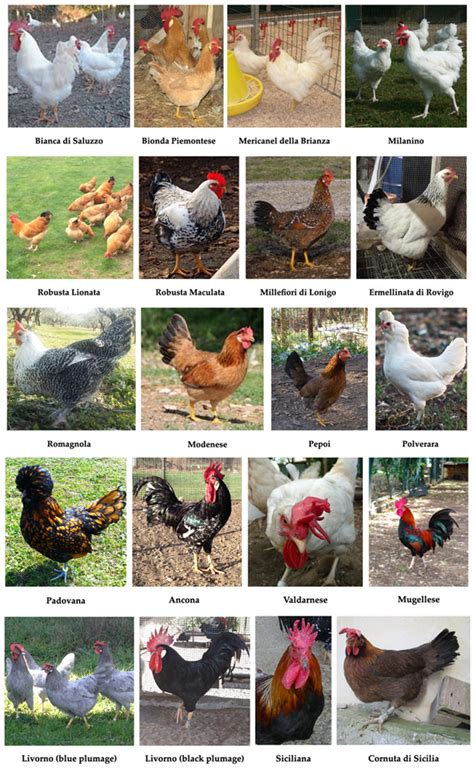 Native Chicken Breeds 的图像结果