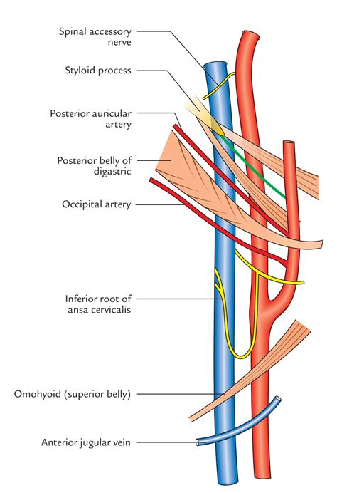 Internal Jugular Vein - Earth's Lab