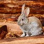Image result for Bunny Sitting in Grass
