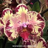 Buy Phalaenopsis Orchids Online India | Moth Orchid Colors Flower ...