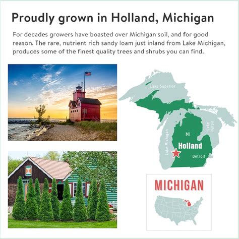 Spring Hill Nurseries Flowering Willow Dormant Foundation/Hedge Shrub ...