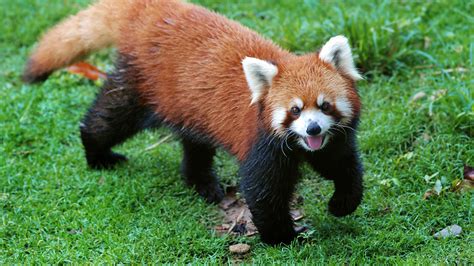 √99以上 endangered red panda facts 329012-Endangered animals red panda ...