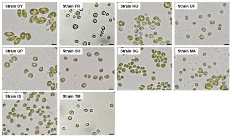 Biogas Upgrading by Wild Alkaliphilic Microalgae and the Application ...