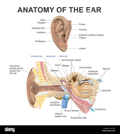 Image result for How the Ear Works