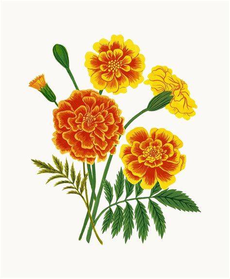 How To Draw A Marigold - Drawing Tips Guide