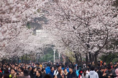 鸡鸣寺路的樱花开了！惊艳了南京的春天……|鸡鸣寺|樱花|南京_新浪新闻