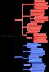 Mind Map: Skeletal and Muscular System - Science Class 5 PDF Download