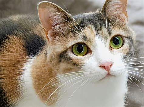 猫 画像 に対する画像結果