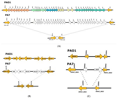 Tracking the Origins of Pseudomonas aeruginosa Phylogroups by Diversity ...