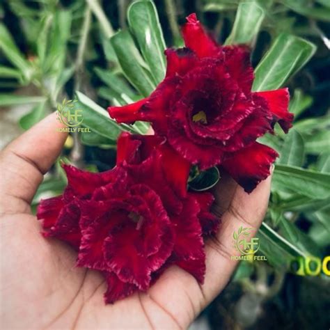 Products – Homely Feel Gardens