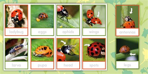 Early Childhood Ladybug Life Cycle Tracing Photo Word Cards