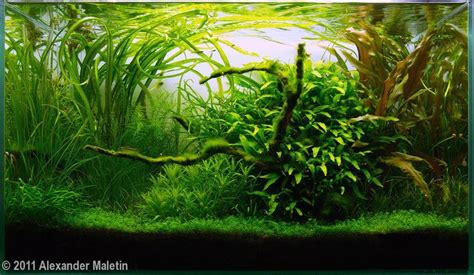 Image result for How to Trim a Java Fern
