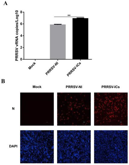 Proteomic Characterization of PAMs with PRRSV-ADE Infection