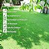 Buy F2L 35 mm Artificial Grass Carpet Mat | High Density Premium Lawn ...