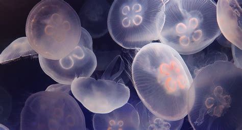 Moon Jellyfish Sting