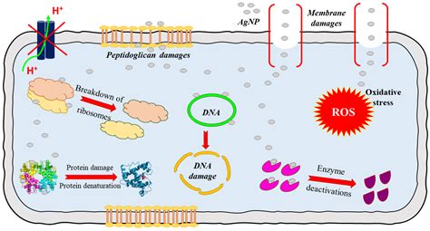 Beneficial Effect of Wound Dressings Containing Silver and Silver ...