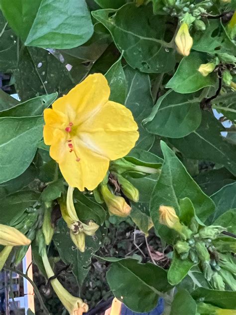 2023 Harvest, 20 Seeds Mirabilis Jalapa, Bloom at Night, Four Oclock ...
