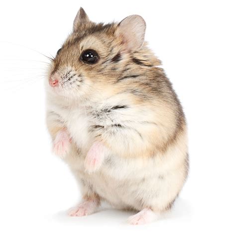 Russian Dwarf Hamster | Russian dwarf hamster, Pets for sale, Pets