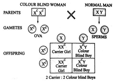 A colour blind mother and normal father would have